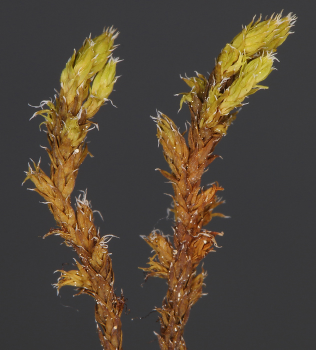 Racomitrium canescens subsp. canescens
